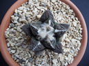 Ariocarpus Fissuratus